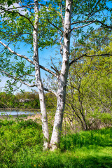 white birch trees Yarmouth Maine nature preserve