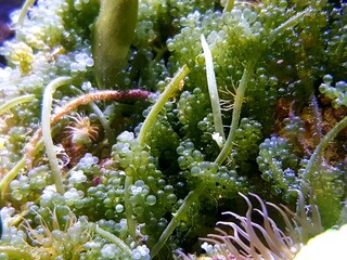 Caulerpa racemosa in refugium system for saltwater coral reef aquarium tank