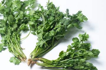Cilantro on a white background. Fresh cilantro in a bunch. Healthy greens
