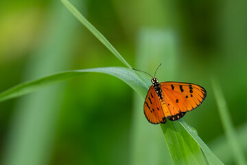Tawny Coster butterfly isolated perching on grass leaf