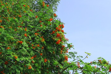 Fototapeta na wymiar Rowan with berries on the sky. Copy space.