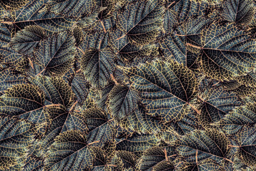 Obraz premium close up of a pile of mulberry leaves
