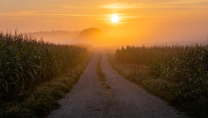 Fototapeta na wymiar Golden Sunrise in a misty scenery 