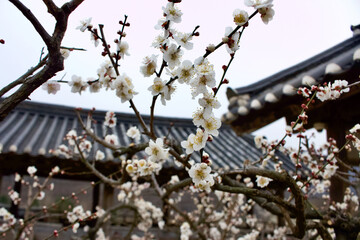 Korean Roof with Flowers