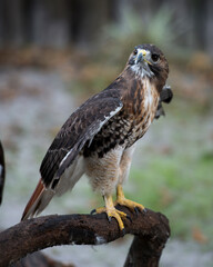 Hawk stock photos. Close-up profile view perched on a tree branch displaying brown feathers plumage, head,  beak, tail, talons, with a blur background in its habitat and environment. Image. Picture.