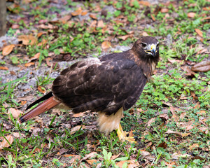 Hawk stock photos.  Close-up profile view displaying brown feathers plumage, head, eye, beak, tail, talons, with a foliage background in its habitat and environment. Red-tailed Hawk. Image. Picture. 