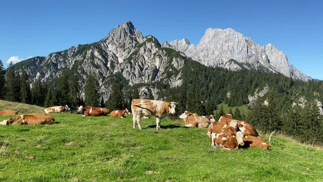 K&uuml;he auf der Alm