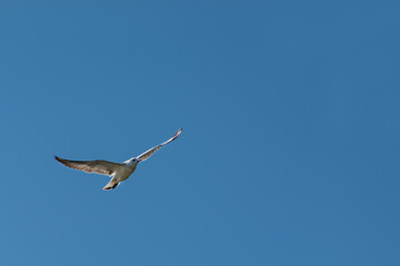 A seagull is flying up in the clean blue and cloudless sky. Bird wings are spread apart