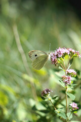 kleiner Schmetterling auf einer Blume