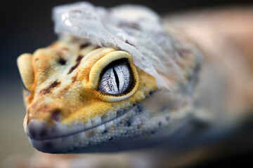 Lemon Frost Gecko shed its skin, all shedding process captured | Amazing animal reptile photo series