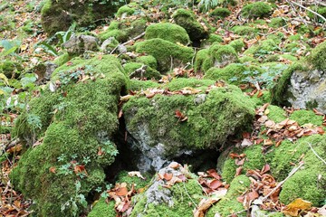 Herbstkleider auf Felsgestein