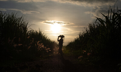 Farmer woman silhouette standing in the sugar cane plantation in the background sunset evening