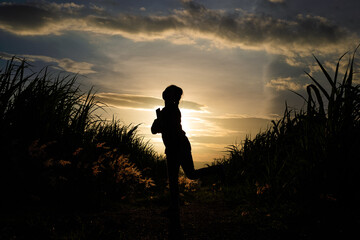 Farmer woman silhouette standing in the sugar cane plantation in the background sunset evening