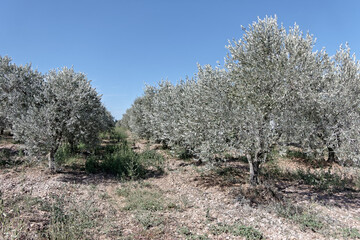 Oliveraie à Saint-gilles dans le département du Gard - France