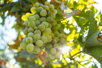 White wine grape harvest in a garden with sun beam on a background