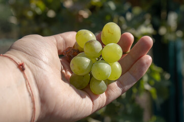White wine grape harvest in a garden in a hand