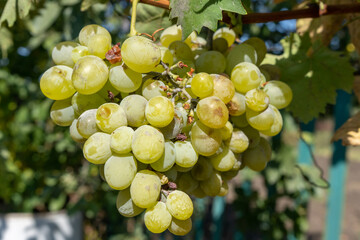 White wine grape harvest in a garden