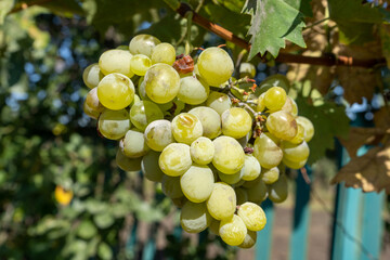 White wine grape harvest in a garden