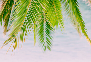 Fototapeta premium Palm branches on bright blue sky. Copy space. Summer mood, tropical island.
