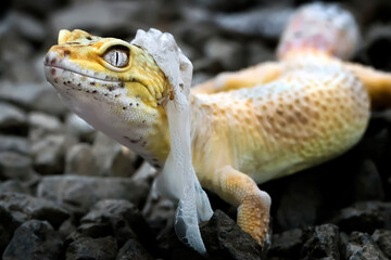 Lemon Frost Gecko shed its skin, all shedding process captured | Amazing animal reptile photo series