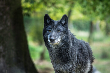 portrait of a black wolf © Marc