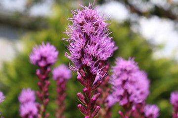 flowers liatris spikelet in the garden