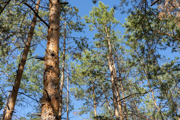 Evergreen tops of the pines from above on the blue sky background