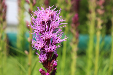 Fototapeta premium flowers liatris spikelet in the garden