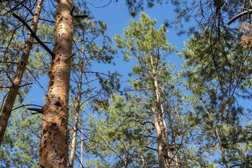 Evergreen tops of the pines from above on the blue sky background