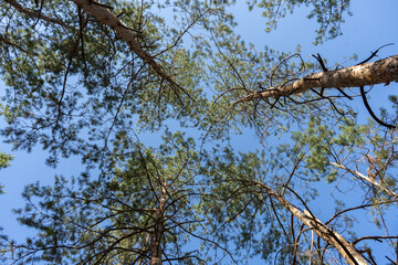 Evergreen tops of the pines from above on the blue sky background