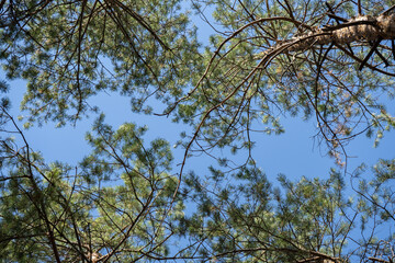 Evergreen tops of the pines from above on the blue sky background