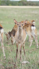 white tailed deer in the grass