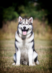 large dog malamute sitting on the grass