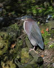 Green Heron stock photos.  Close-up side profile view, standing on moss branch and foliage background, displaying feather plumage, beak, in its environment and habitat looking to the left side. Image.