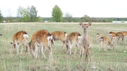 white tailed deer in the grass
