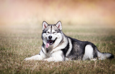 large dog malamute breed lies on the grass