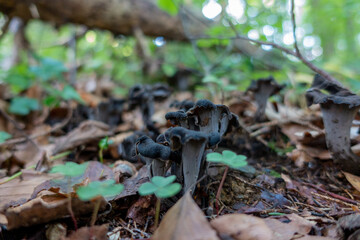 HORN OF PLENTY . Craterellus cornucopioides . TOTENTROMPETE . HERBSTTROMPETE