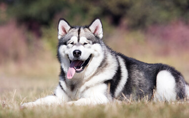 large dog malamute breed lies on the grass
