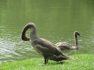 junger Schwan