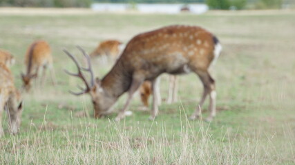 white tailed deer in the grass