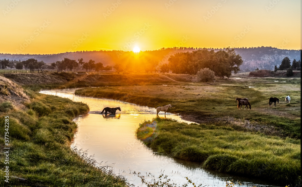 Wall mural horses crossing the belle fourche river as the sun is rising over a distance hill, wyoming