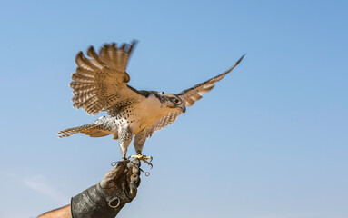 Falconer is training Peregrine Falcon in a desert near Dubai