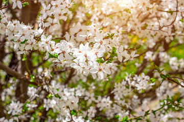 Fresh bright white flowers of blossoming asian cherry on green leaves background in the garden in spring close up.