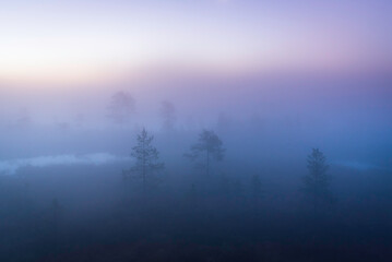 Soft morning light in fog in autumn at forest bog