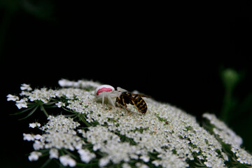 Crab Spider Caught Wasp