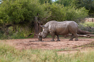 Fototapeta premium Muddy rhino scratching himself to a tree trunk