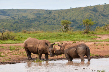 Naklejka na ściany i meble Two white rhinos standing in the water