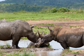 Two white rhinos standing in the water