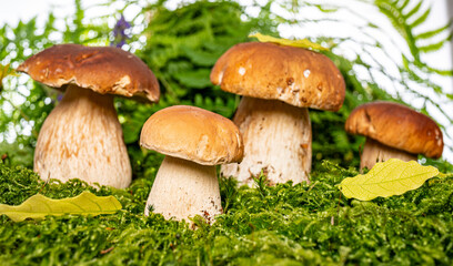 edible mushrooms - Boletus edulis in forest