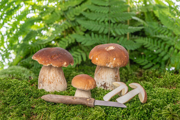 edible mushrooms - Boletus edulis in forest